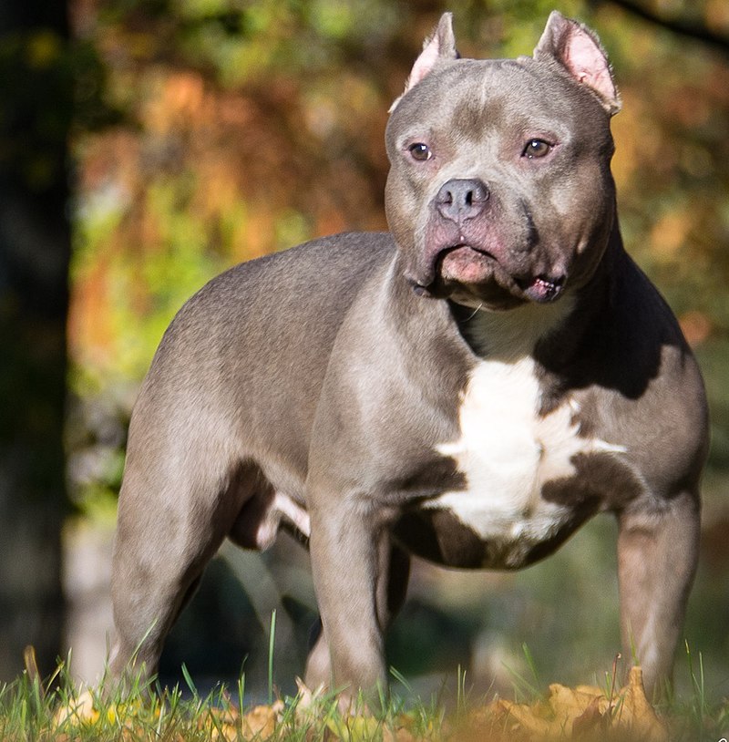 american bully price