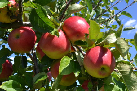 apple orchard near dekalb illinois