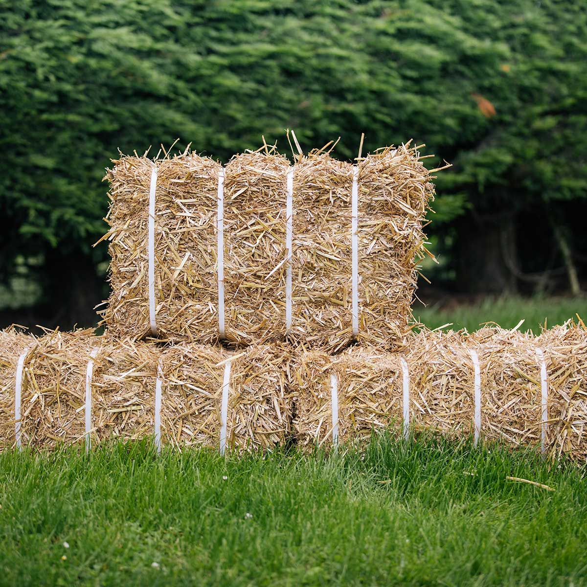 straw bales for sale