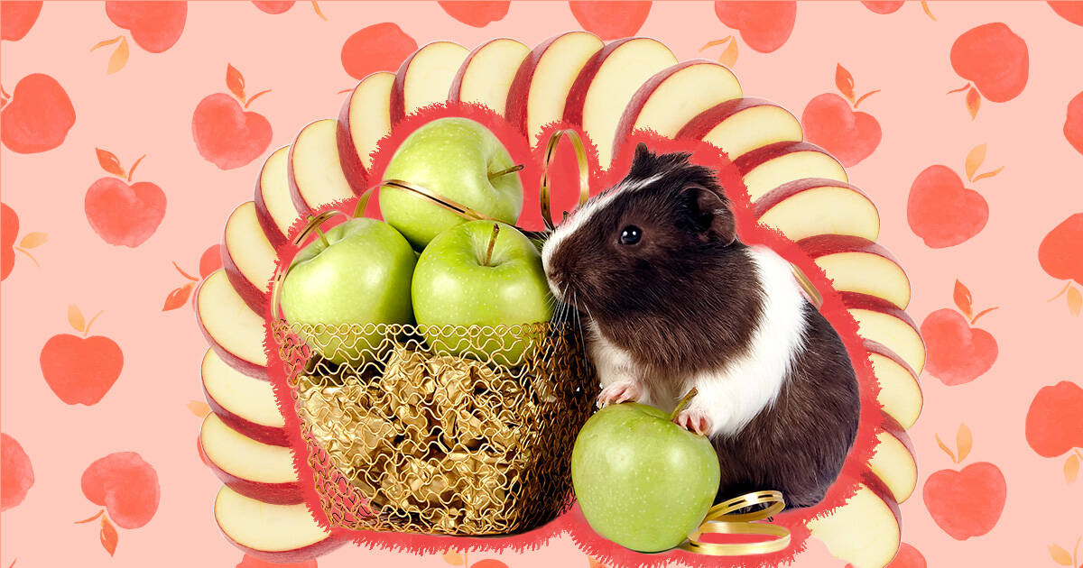 guinea pigs and apples