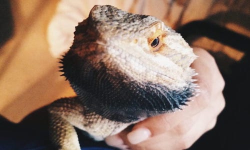 bearded dragon turned black and died