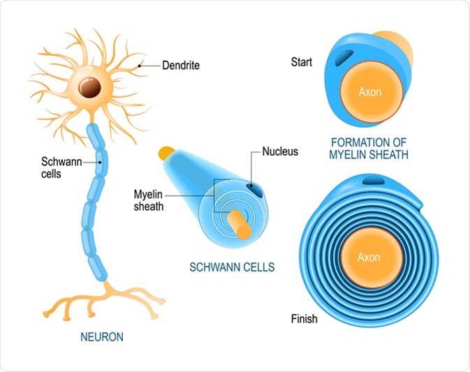 schwann cell