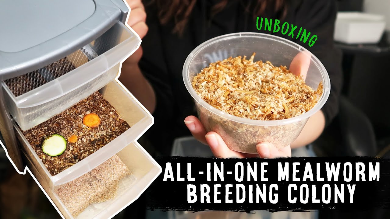 how to breed mealworms