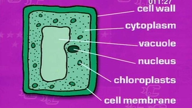 bbc bitesize plant cell