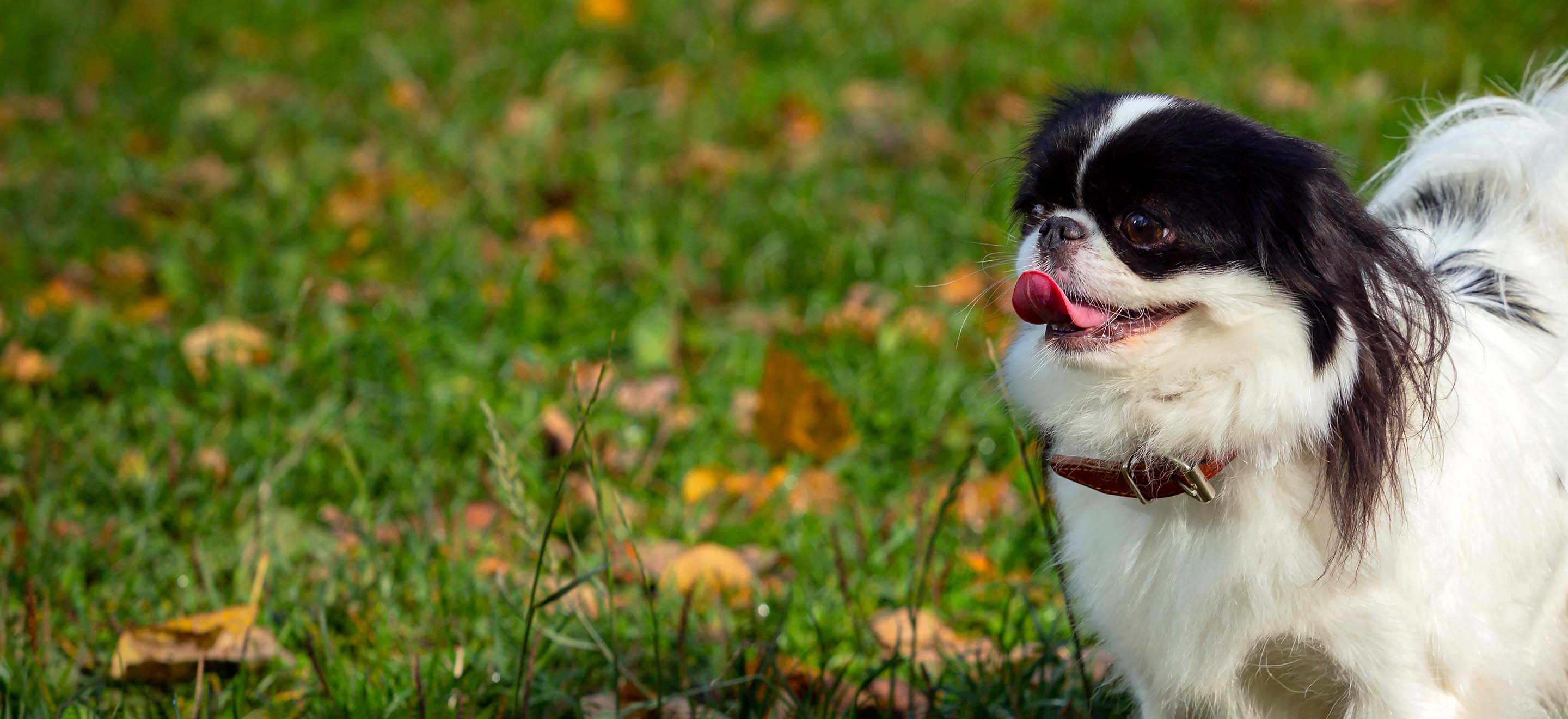 japanese chin dogs for sale