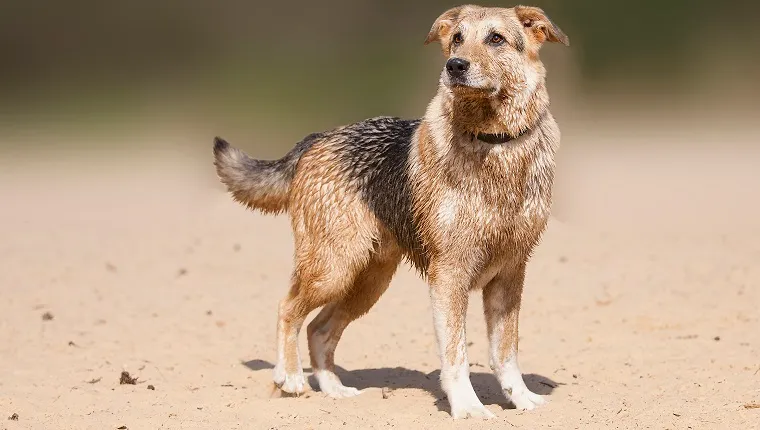 mix german shepherd and labrador