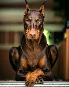 chocolate doberman