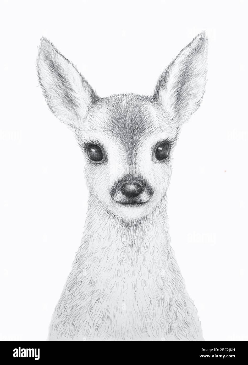 dibujo lapiz animal