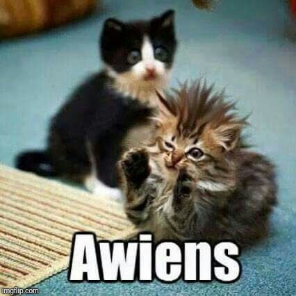 cat aliens meme