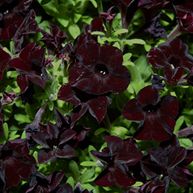 petunia black ray