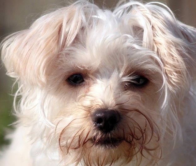 maltese terrier mix