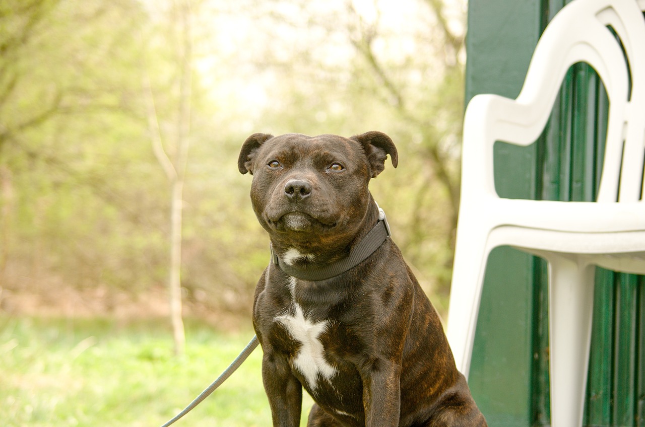 top 100 staffy dog names male