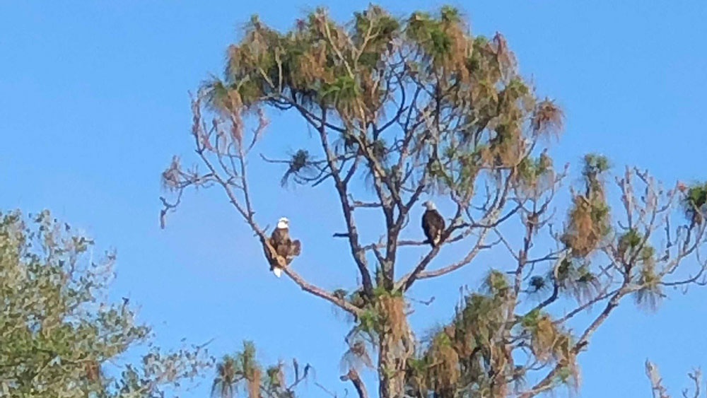 nefl eagle cam