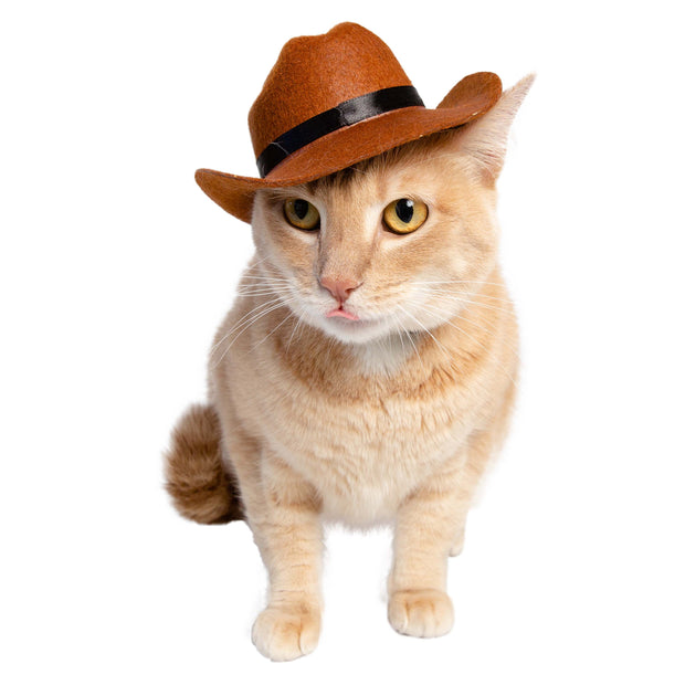 cat with a cowboy hat