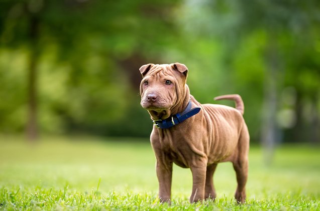 mini shar pei