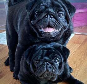 pugs for sale near me