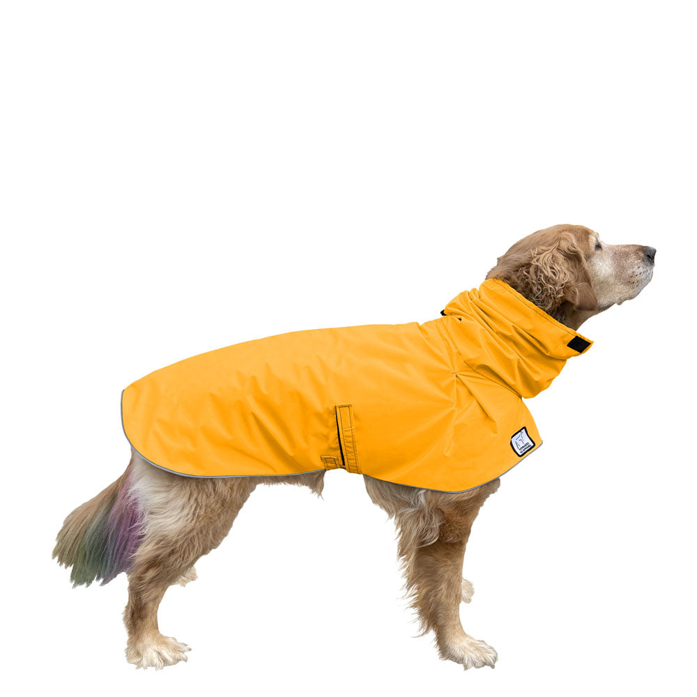 golden retriever raincoat