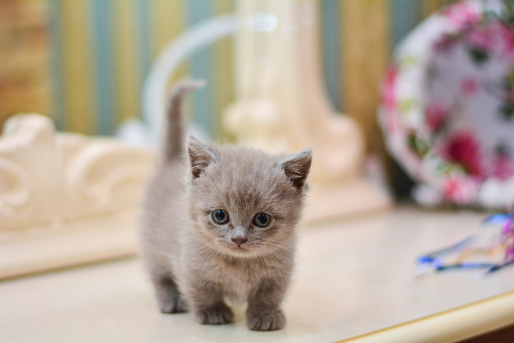 munchkin cat kitten