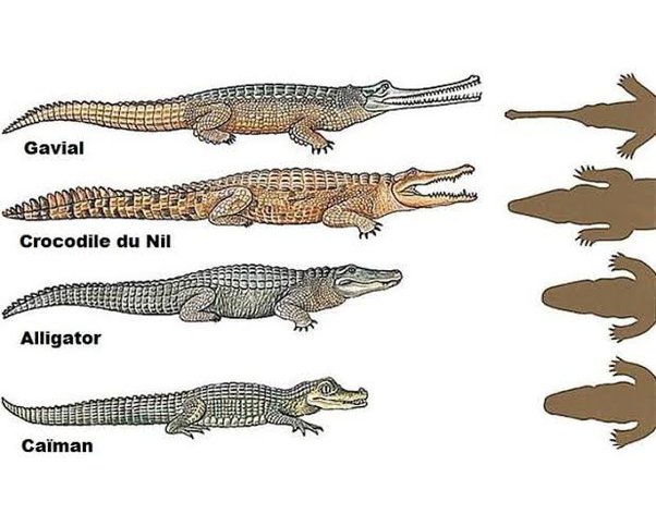 caiman vs crocodile vs alligator