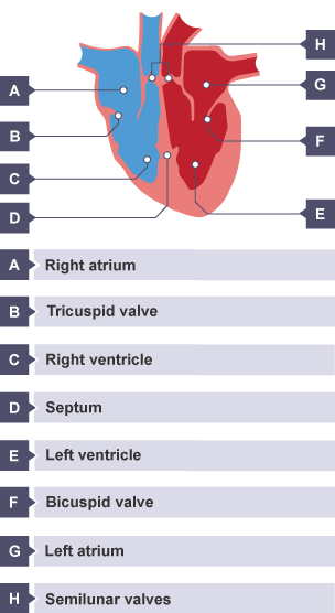 bbc bitesize cardiovascular system