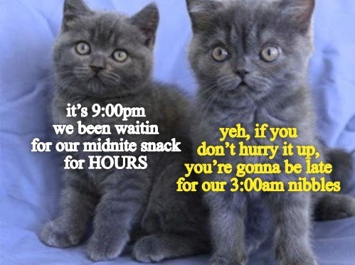 cat time zone