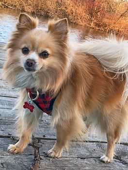 mix pomeranian dog