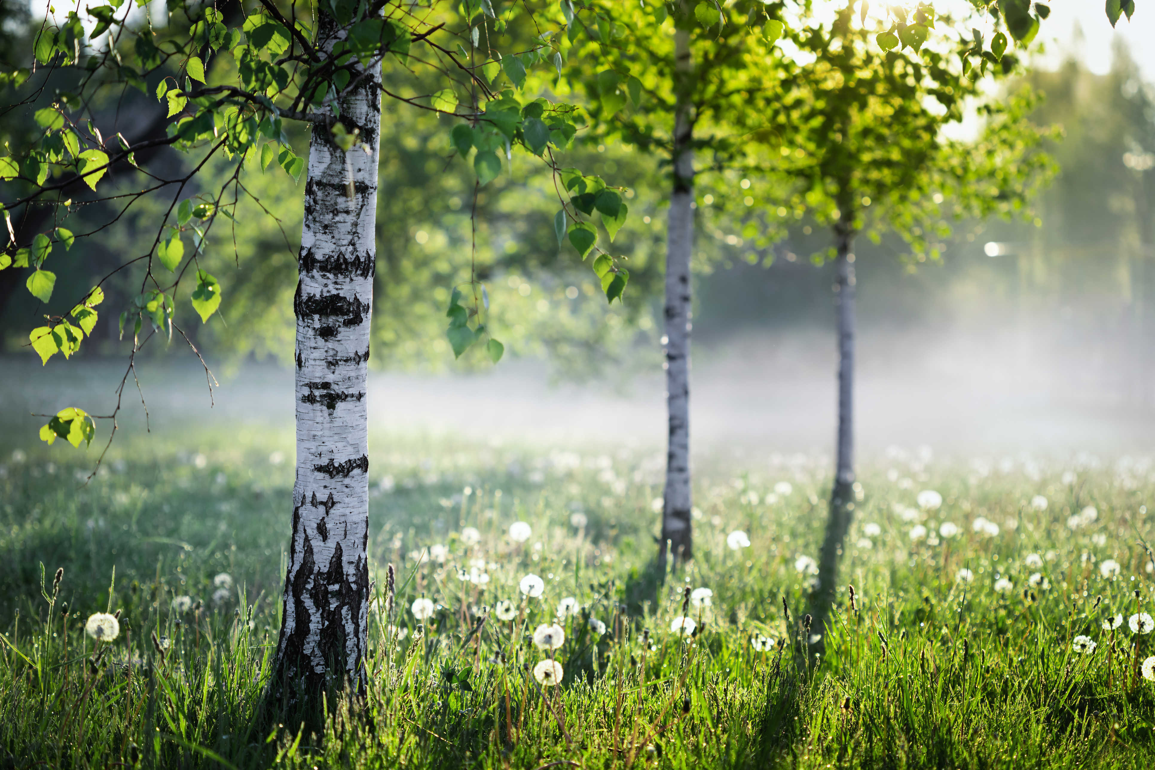 what pollen is in the air today