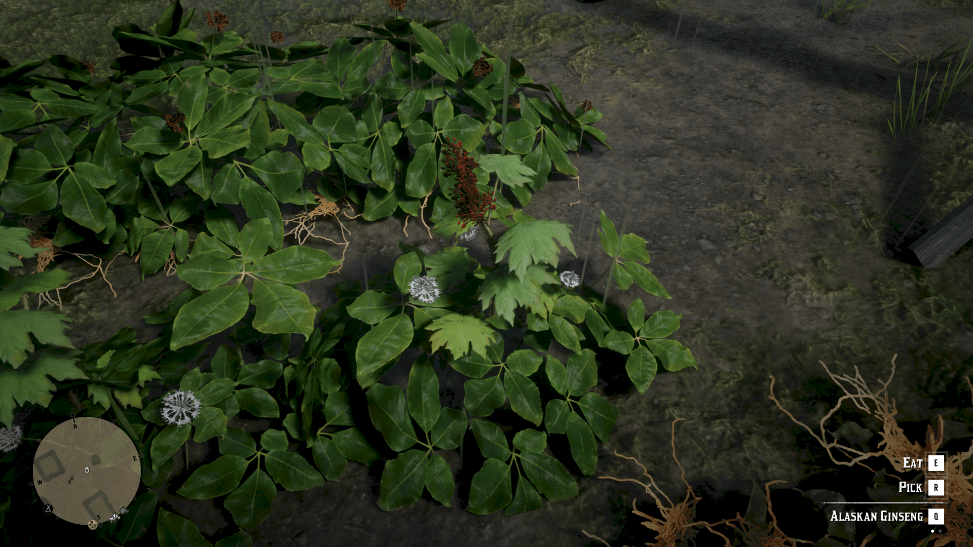 red dead redemption herbs