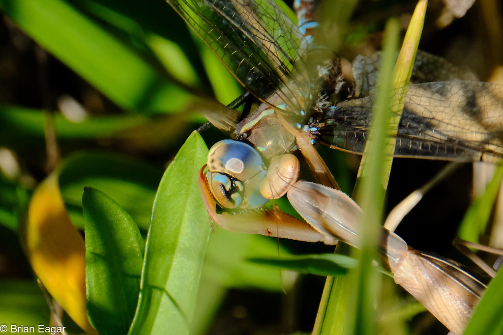 dragonfly vs praying mantis