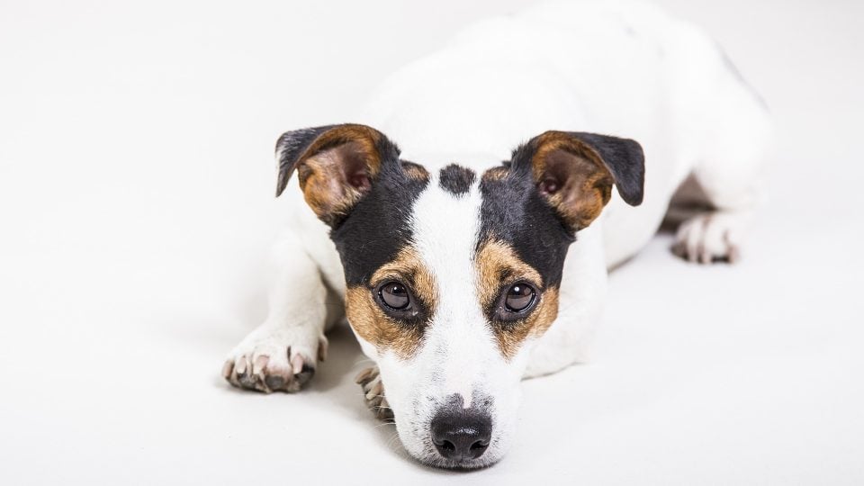 jack russell terrier names