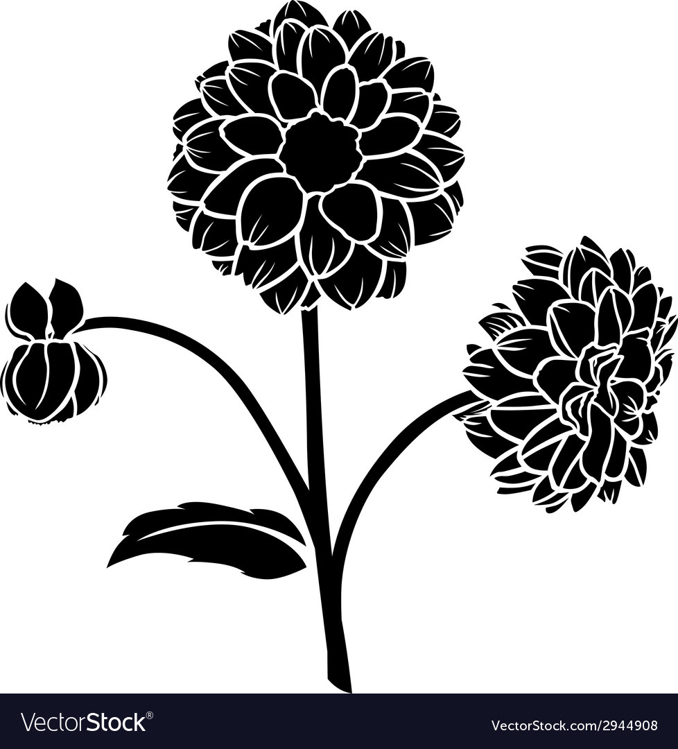 dahlia flower vector