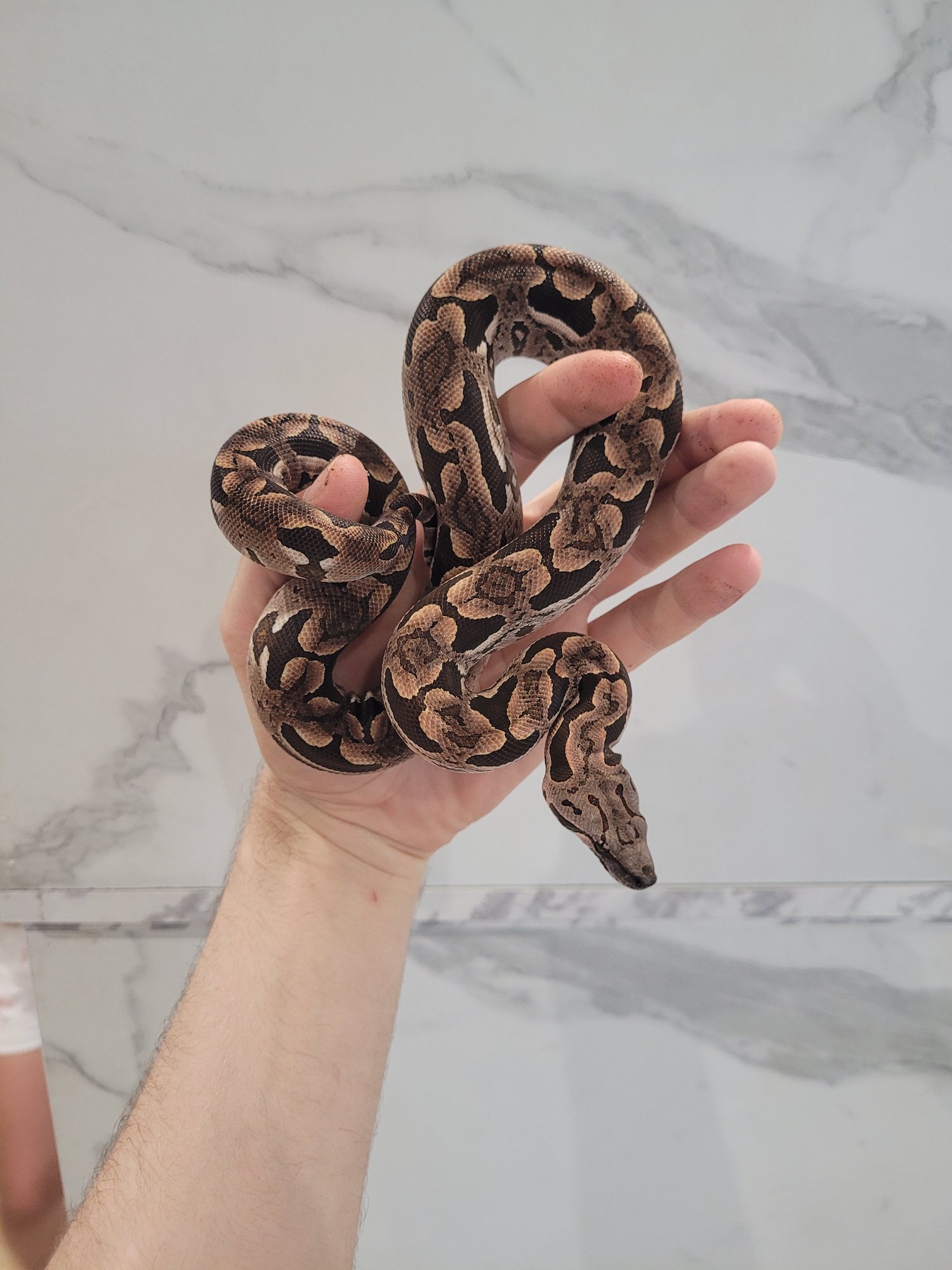 common boa for sale uk