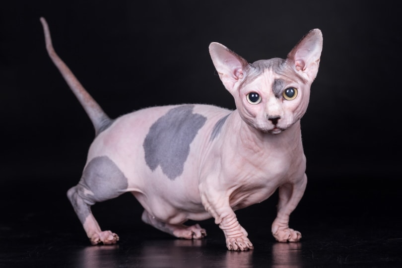 sphynx cat mix breed