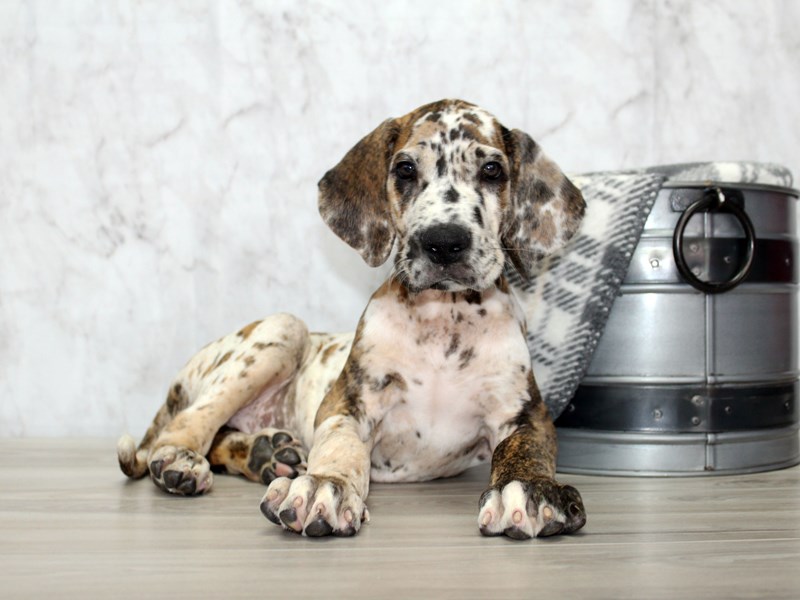 great dane puppies for sale near me