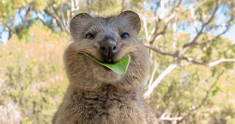 cute quokka