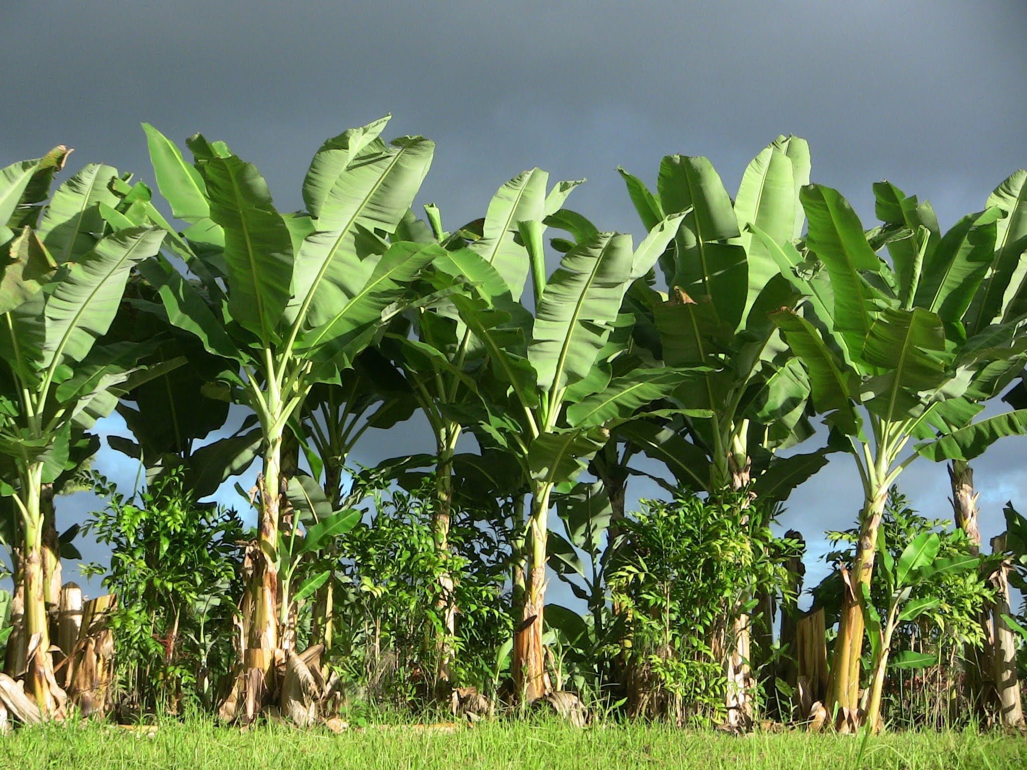 picture of banana tree