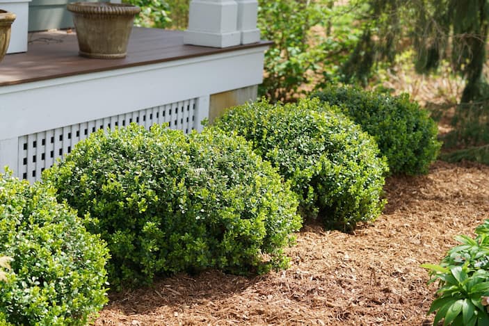 home depot bushes