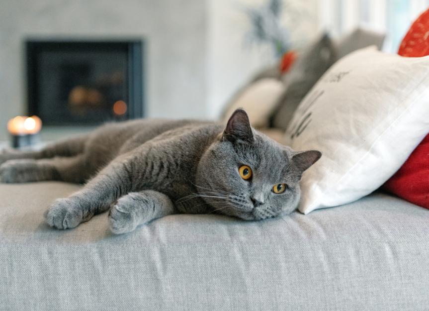 british blue cat lifespan