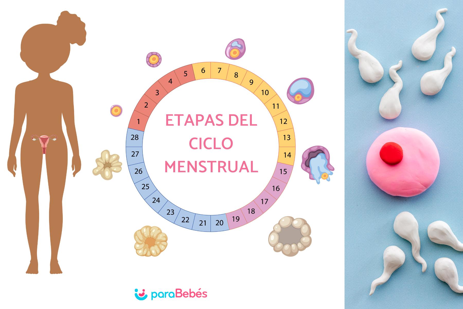 que pasa si eyaculas cuando la mujer esta menstruando