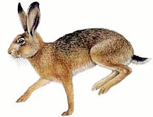 hare clipart