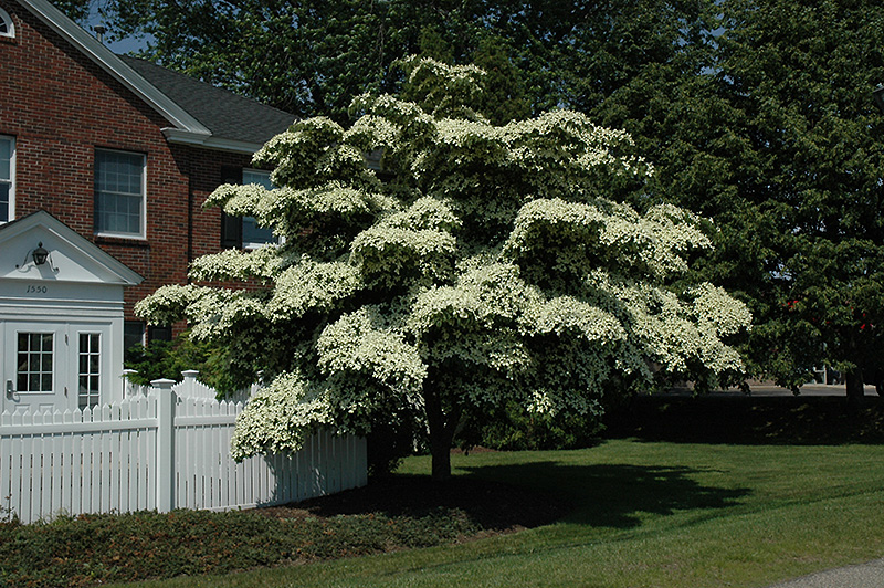 chinese kousa dogwood tree