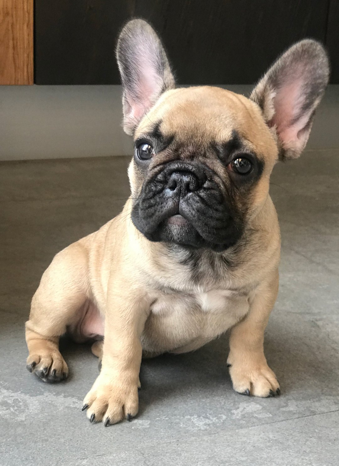 french bulldogs for sale near me