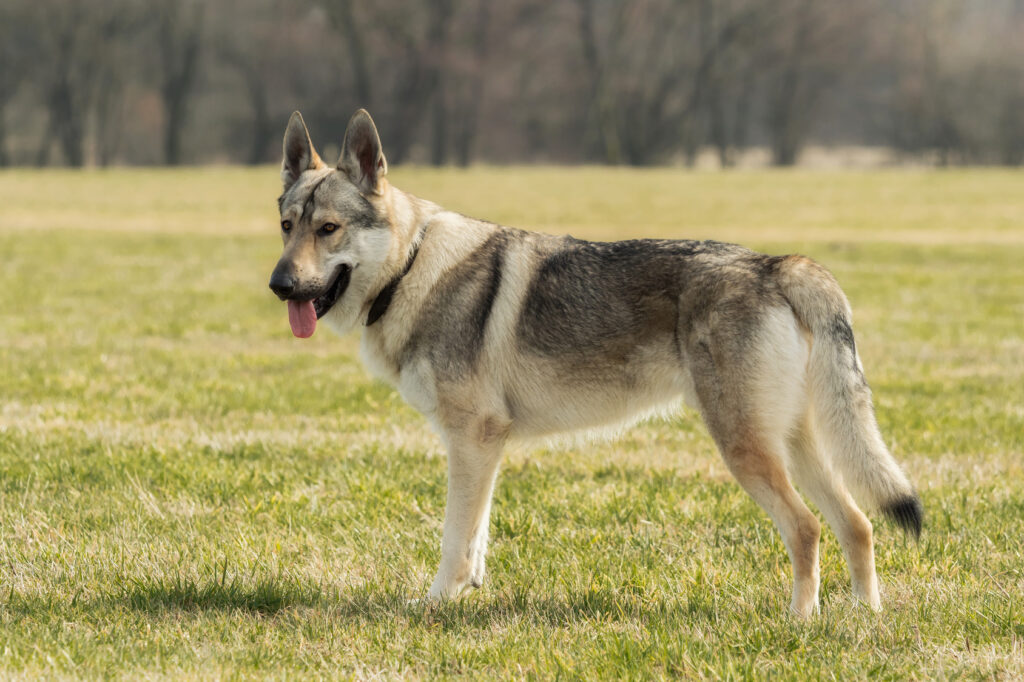 czech wolfdog uk