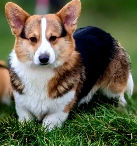 corgi precio monterrey