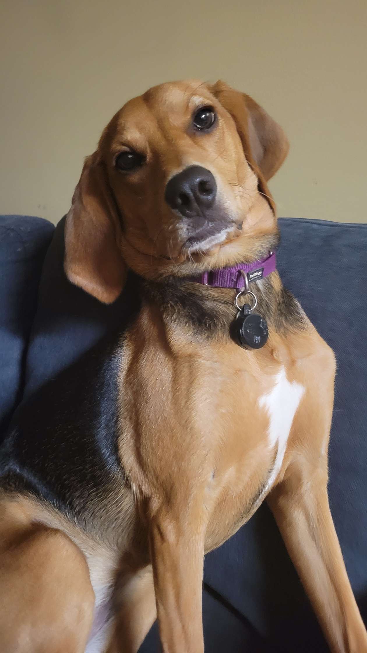 golden retriever mixed with a beagle