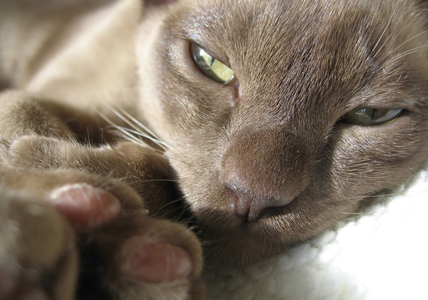 burmese cats for sale uk