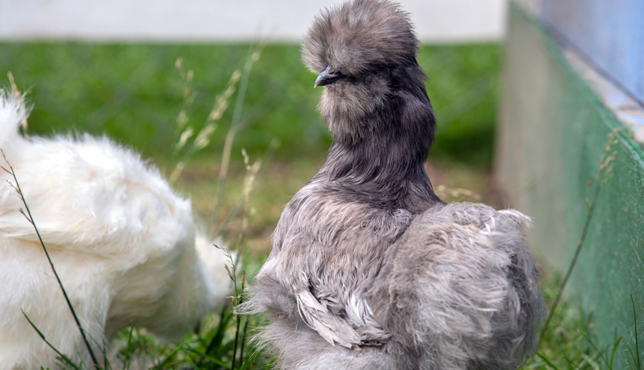 silkie chickens for sale melbourne