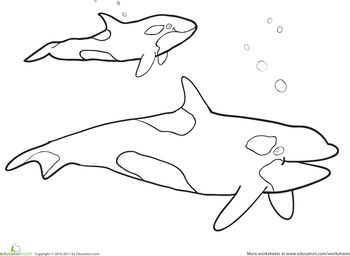 killer whale coloring page