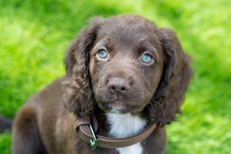 sproker spaniel puppies