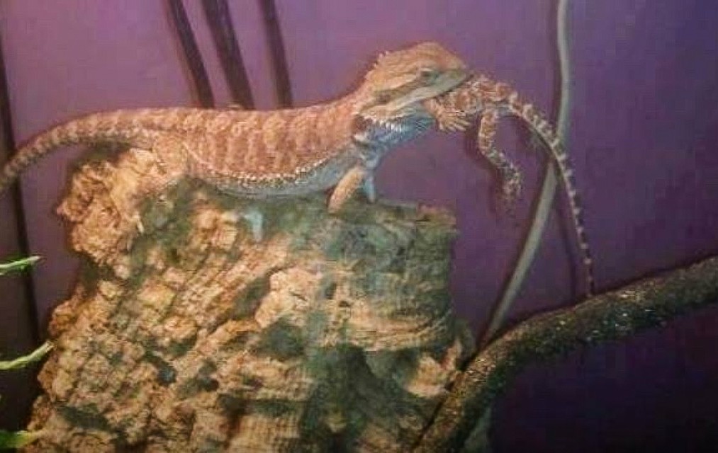 tank size for a bearded dragon